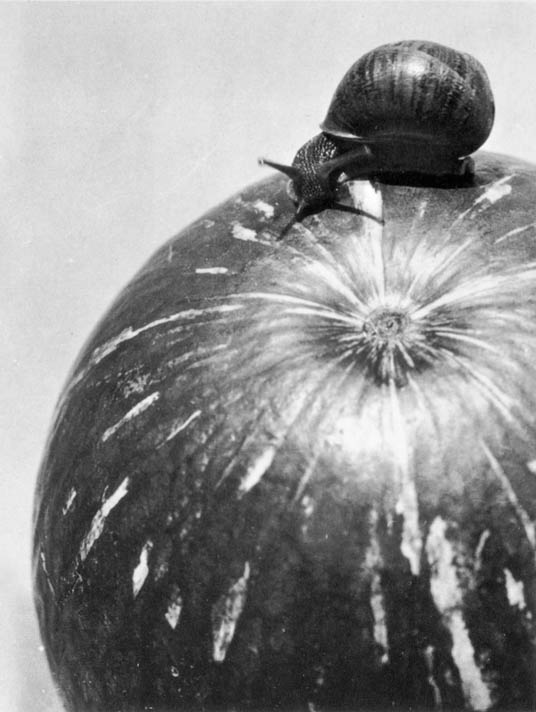 Calabaza y Caracol by Manuel Álvarez Bravo